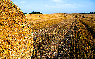 Rolnicy podsumowują żniwa: plony duże, ceny małe